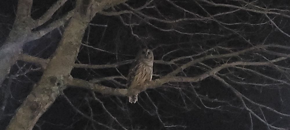 The same owl perched on a tree branch