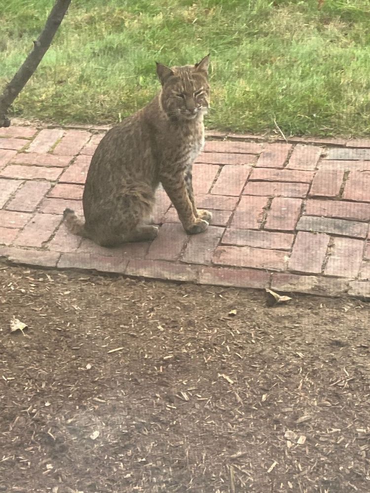 A bobcat sits on a brick path sunning themselves in September