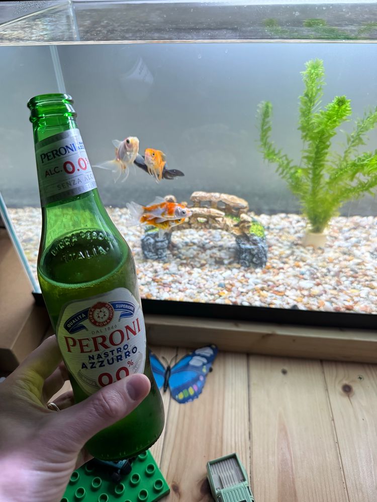 A bottle of Peroni 0.0 held in front of a fish tank with a number of fish swimming in the tank over a sunken bridge next to some underwater plant