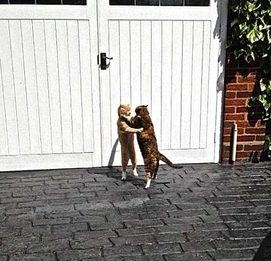 An orange tabby and a calico cat stand on their hind legs embracing, probably fighting. But they could be dancing...