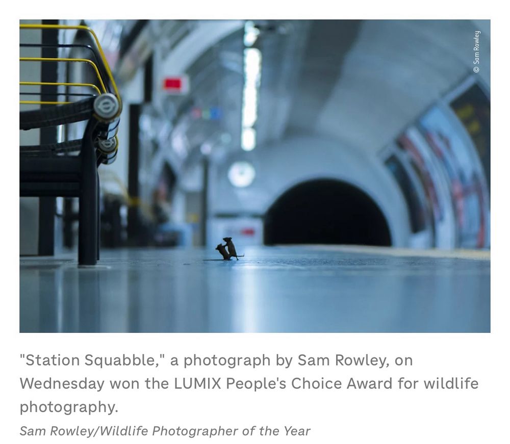 Sharp focus on two teeny mice on their back legs scrapping, the one on the right probably winning, on a blurry backdrop of a London Underground train station