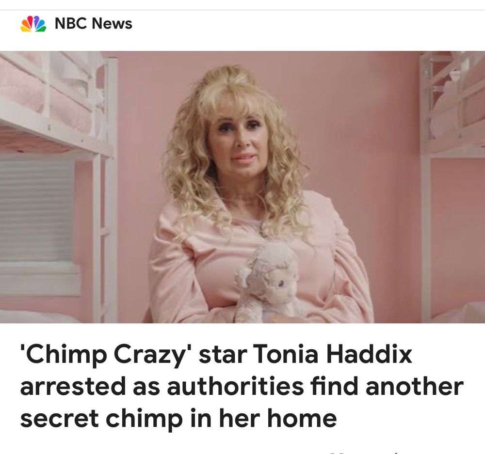 Screenshot of headline and star: '"Chimp Crazy' star Tonia Haddix arrested as authorities find another secret chimp in her home"