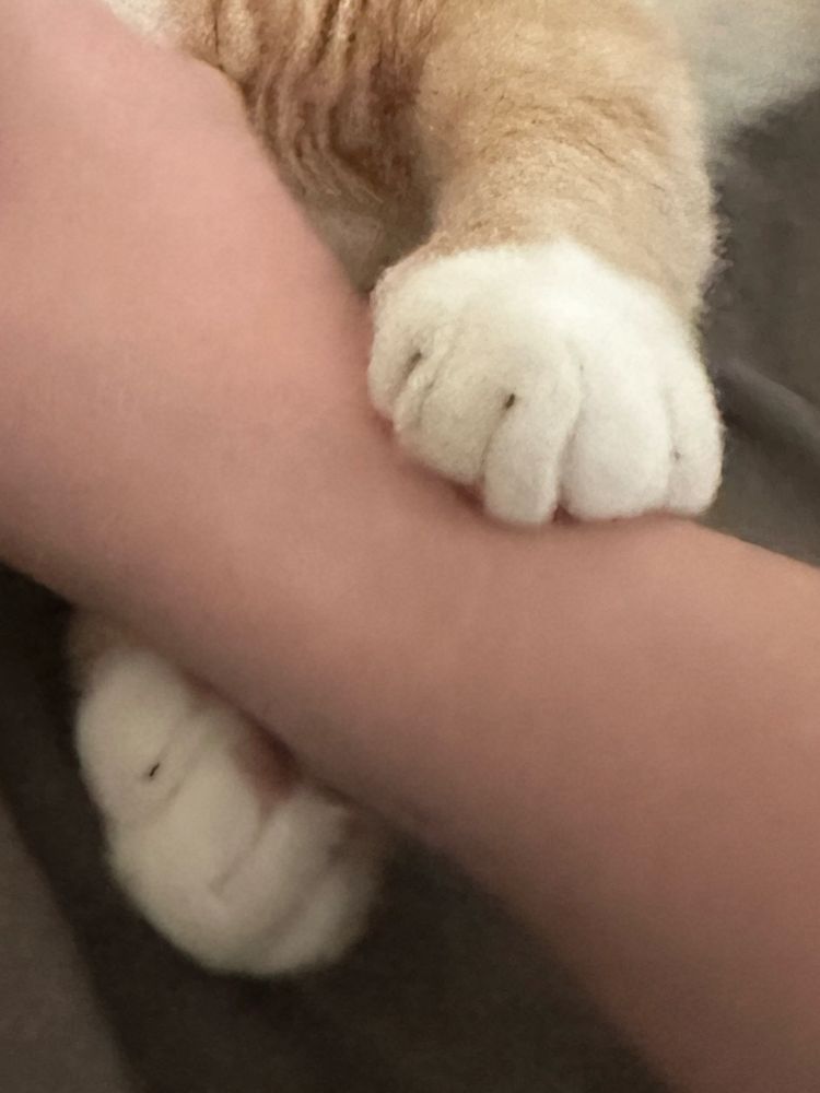 close up on his paws holding my arm