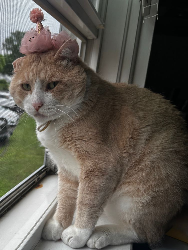 orange cat in pink party hat 