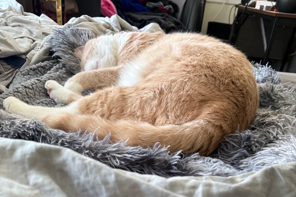orange cat asleep in a big fluffy blankie