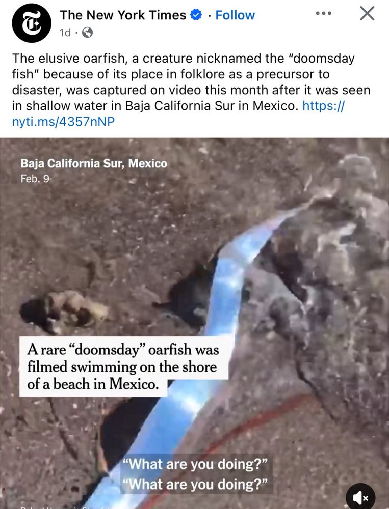 The New York Times & • Follow
1d • G
The elusive oarfish, a creature nicknamed the "doomsday fish" because of its place in folklore as a precursor to disaster, was captured on video this month after it was seen in shallow water in Baja California Sur in Mexico. https:// nyti.ms/4357nNP