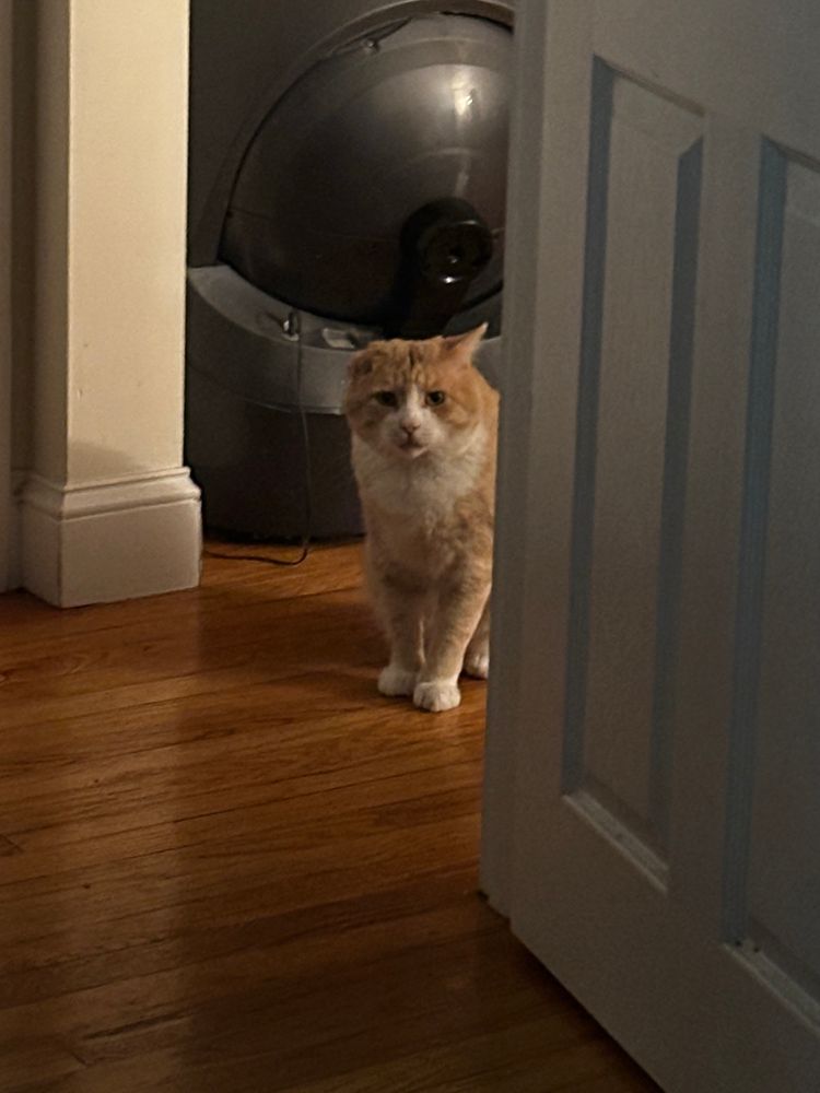 orange cat sitting outside the bedroom door 