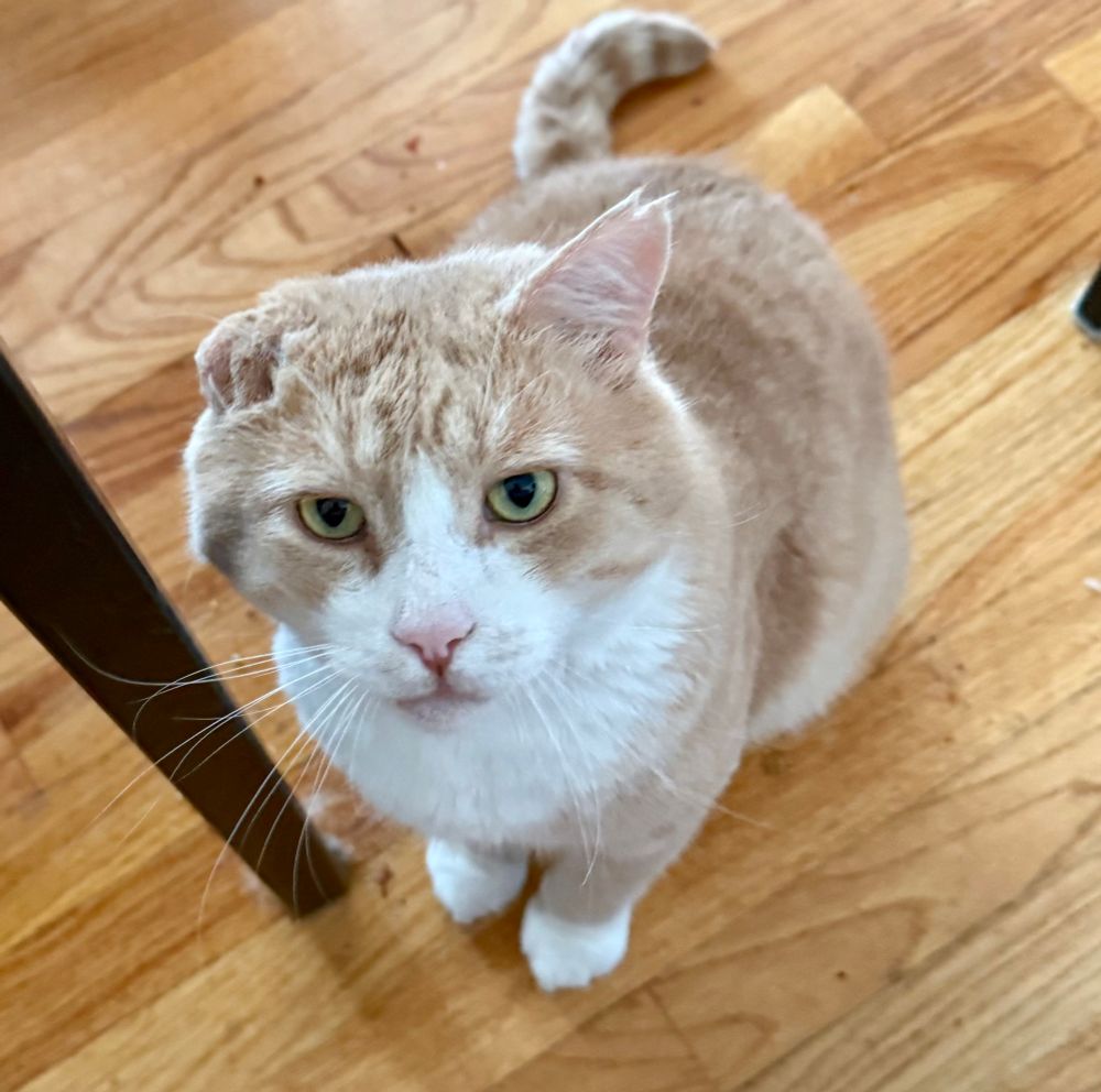 orange cat looking unimpressed 
