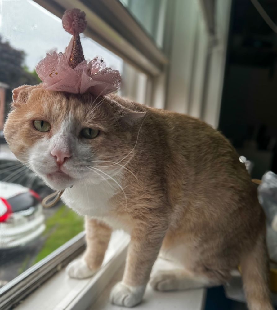 orange cat in pink party hat 