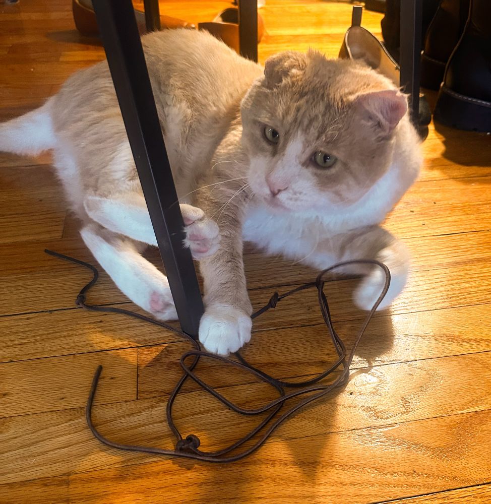 orange cat and string