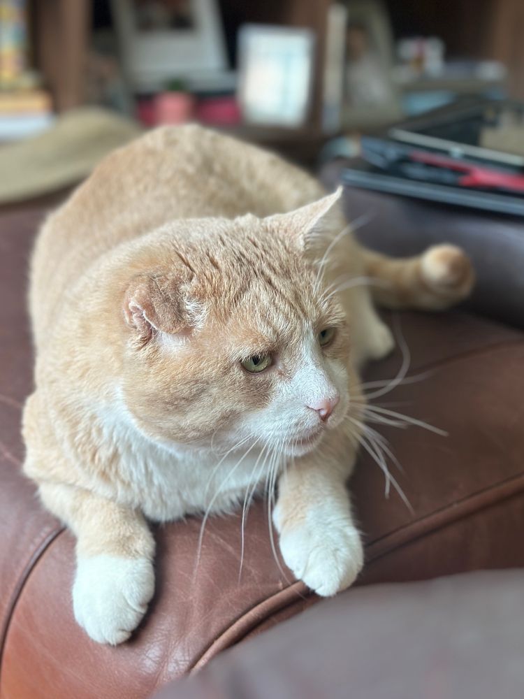 orange cat looking dashing and handsome 