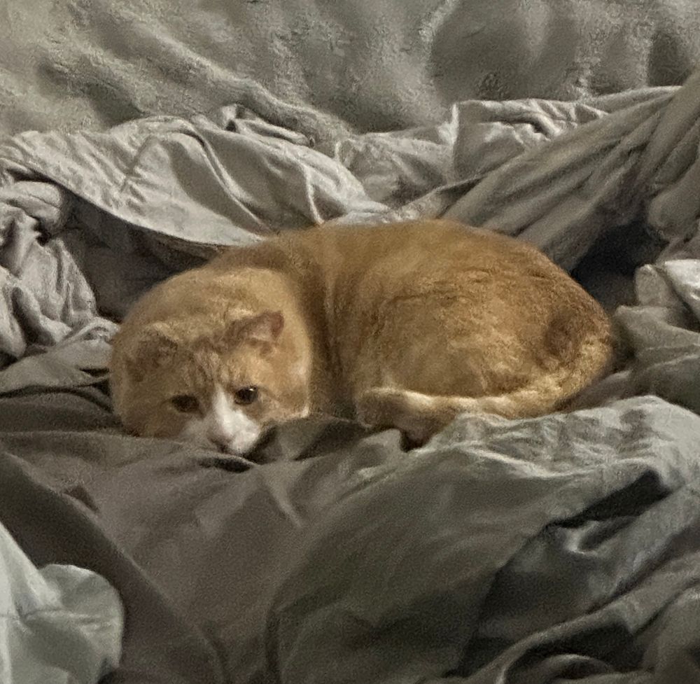 orange cat Adonis curled up looking like baby snoopy 