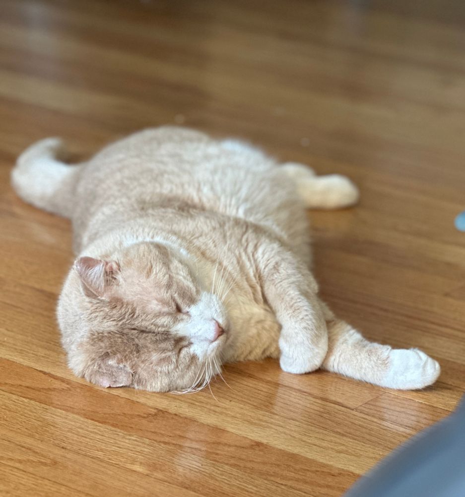 orange cat flat on the floor asleep 