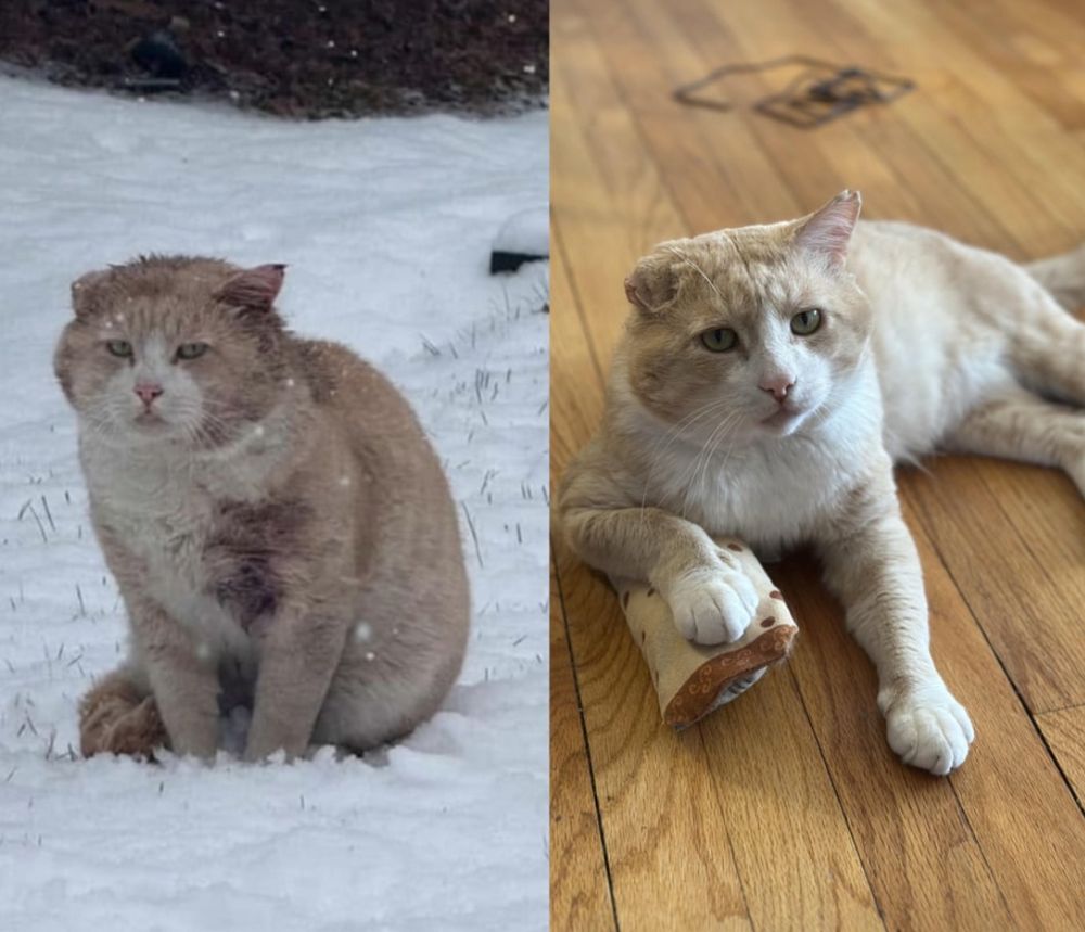 two photos of an orange cat. in the first, he is outside in the snow, with a large bloody wound. in the second he is inside, clean and dry and leaning on a toy 