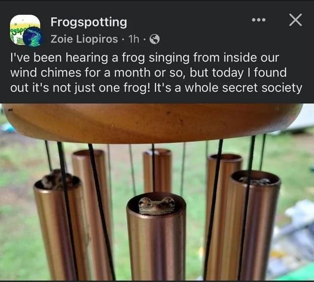Frogspotting
.. X
Zoie Liopiros • 1h • ©
I've been hearing a frog singing from inside our wind chimes for a month or so, but today I found out it's not just one frog! It's a whole secret society