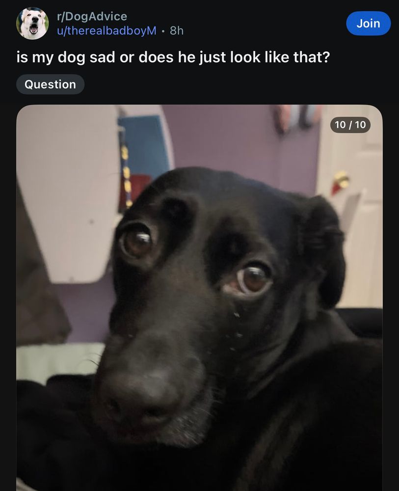 r/DogAdvice
u/therealbadboyM • 8h
is my dog sad or does he just look like that?
Question
[black dog with big eyes and pouty face] 