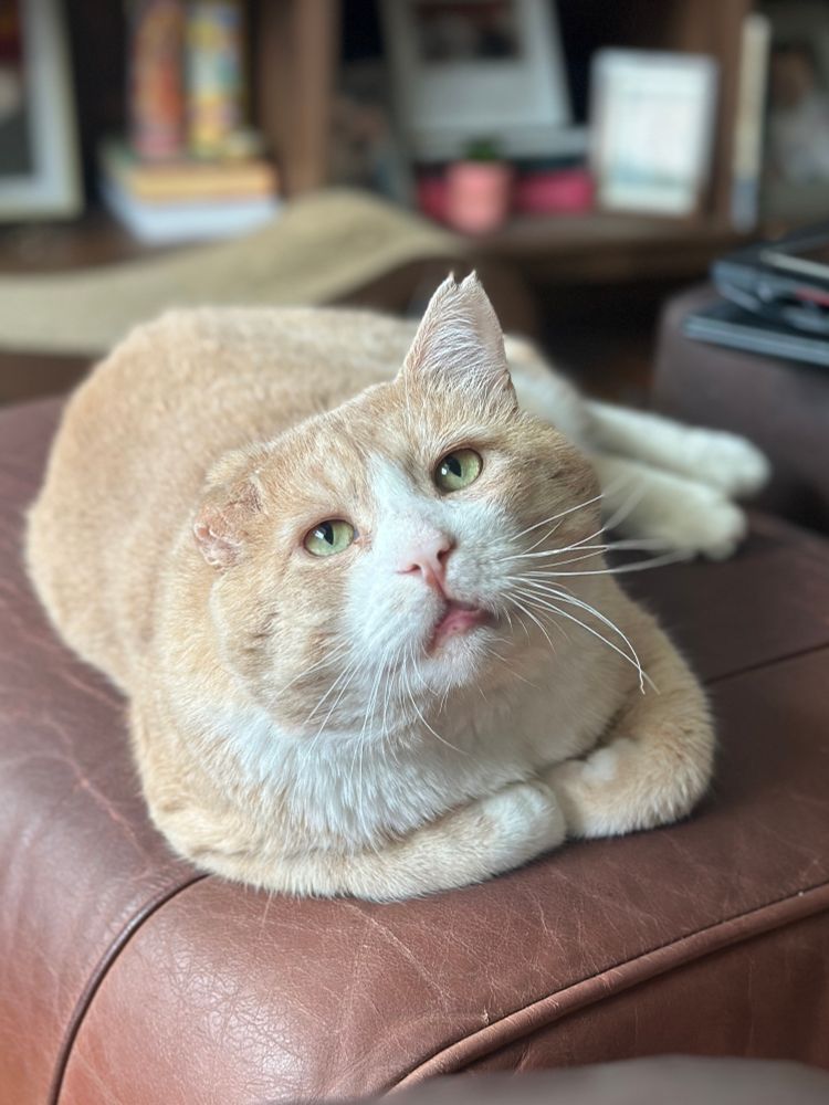 orange cat with curled up paws 