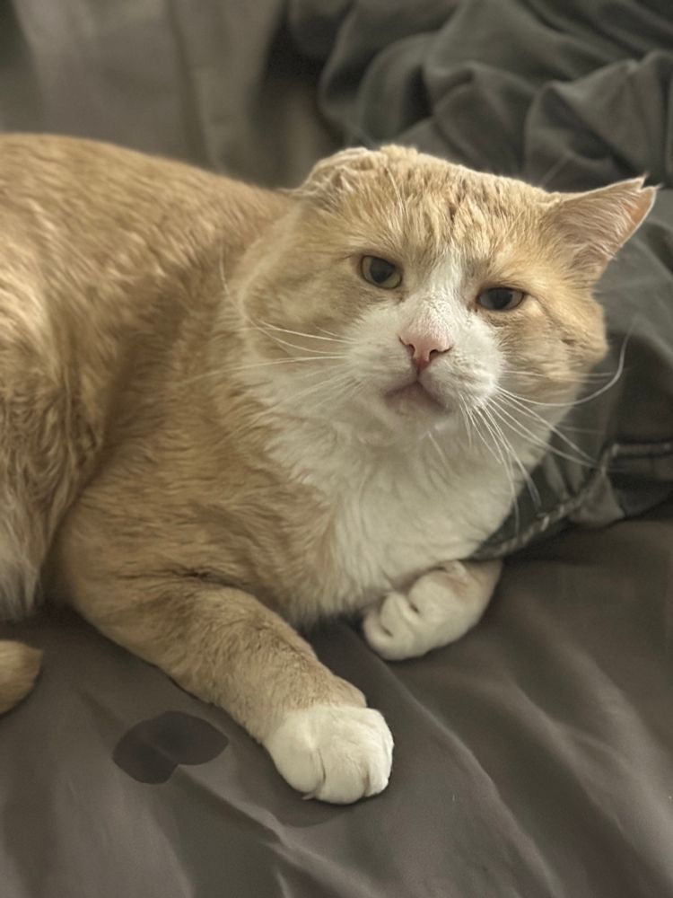orange cat next to a wet spot on the sheets bc he was drooling  