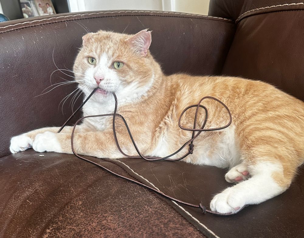 orange cat playing with a leather shoelace. it's in his mouth 