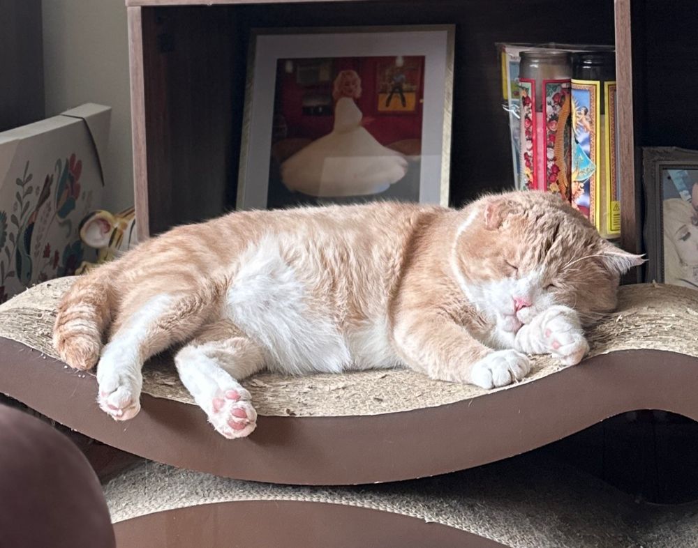 orange cat snoozin