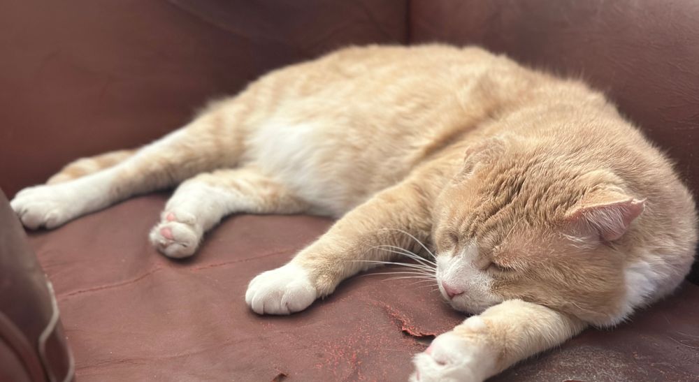 orange cat asleep 