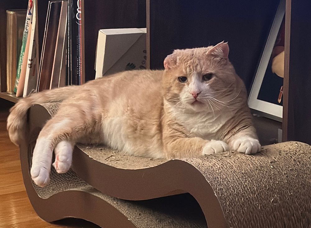 orange cat looking pouty