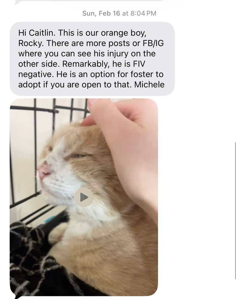 Sun, Feb 16 at 8:04 PM
Hi Caitlin. This is our orange boy, Rocky. There are more posts or FB/IG where you can see his injury on the other side. Remarkably, he is FIV negative. He is an option for foster to adopt if you are open to that. Michele