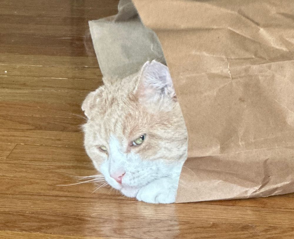 orange cat in paper bag giving evil side eye 
