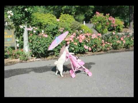 Jenny The Pug Pushing Stroller in Portland