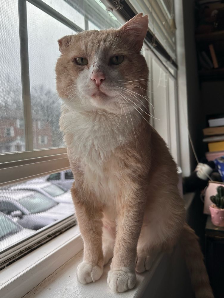 cream colored cat 