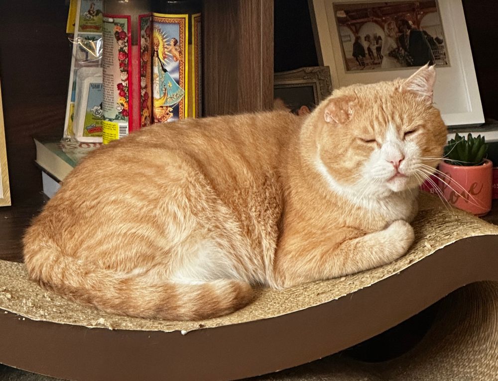 orange cat in the middle of a slow blink 