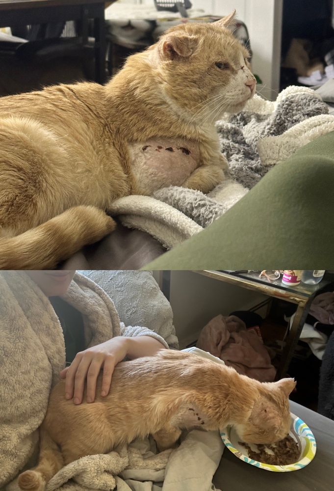 two pictures of a skinny orange cat still scabbed up 