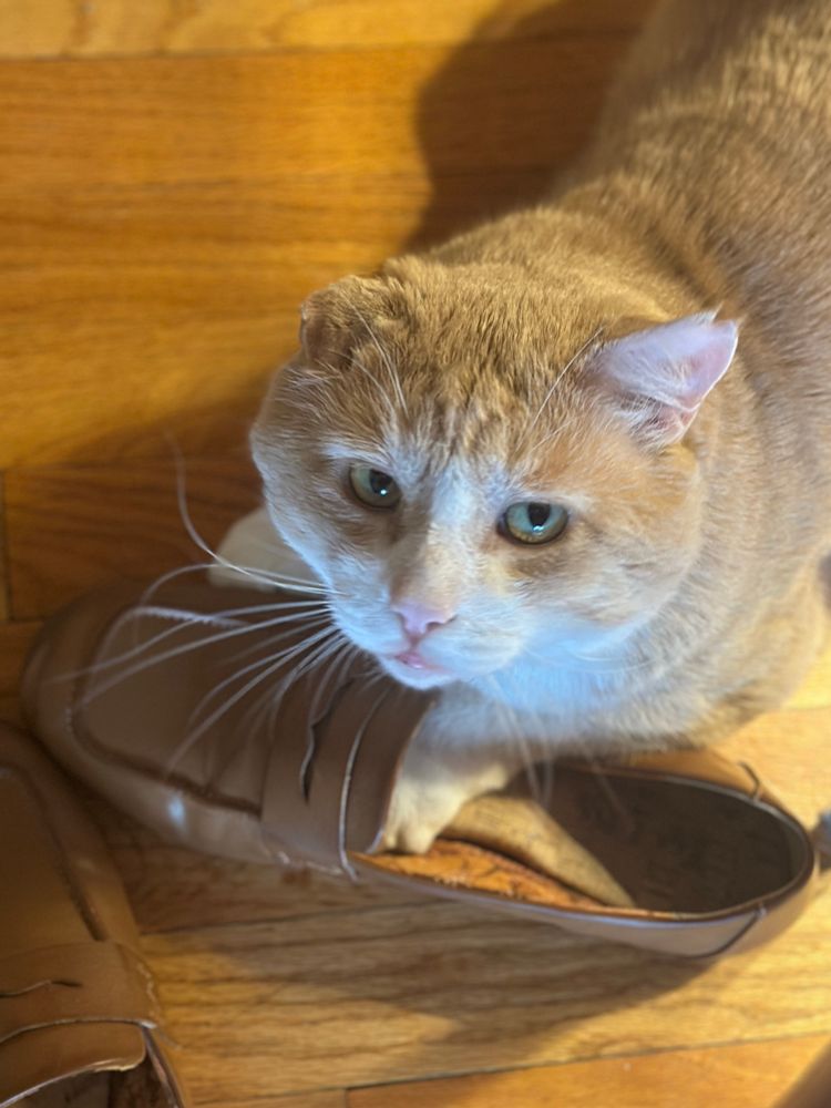 orange cat wearing my loafers 