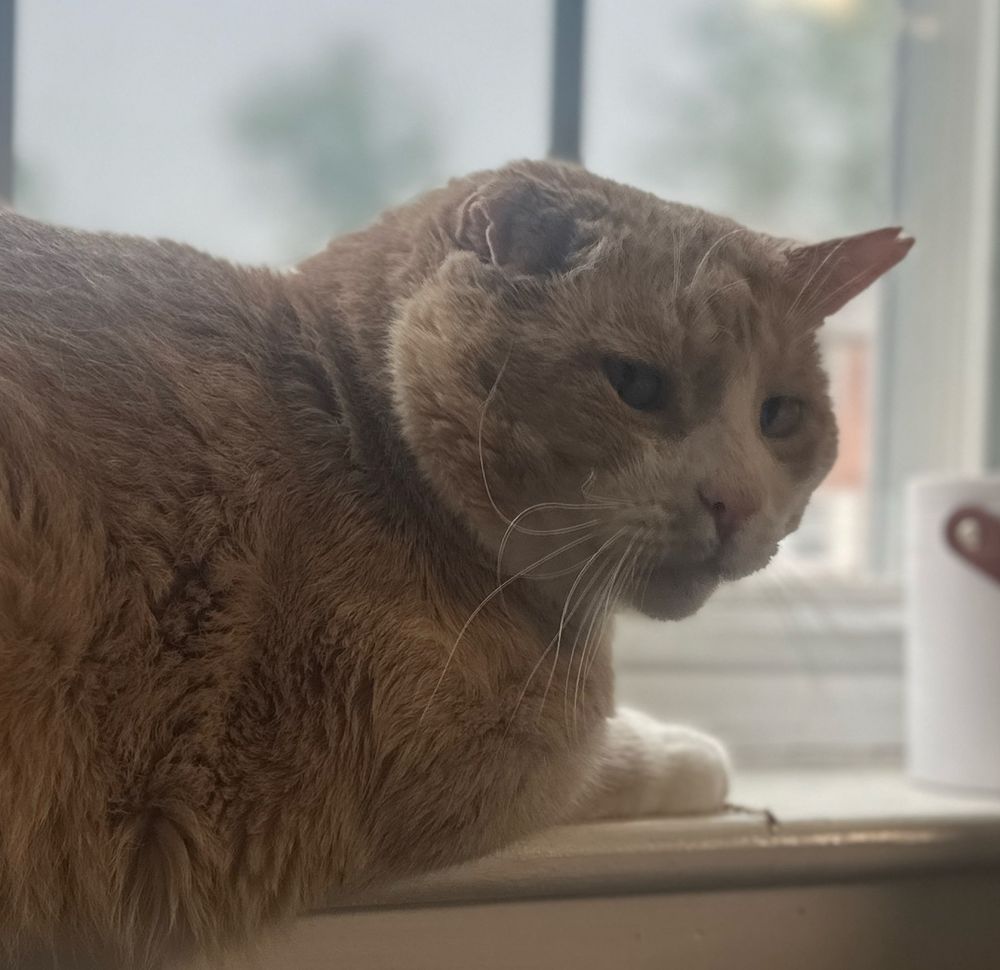 orange cat in the windowsill 