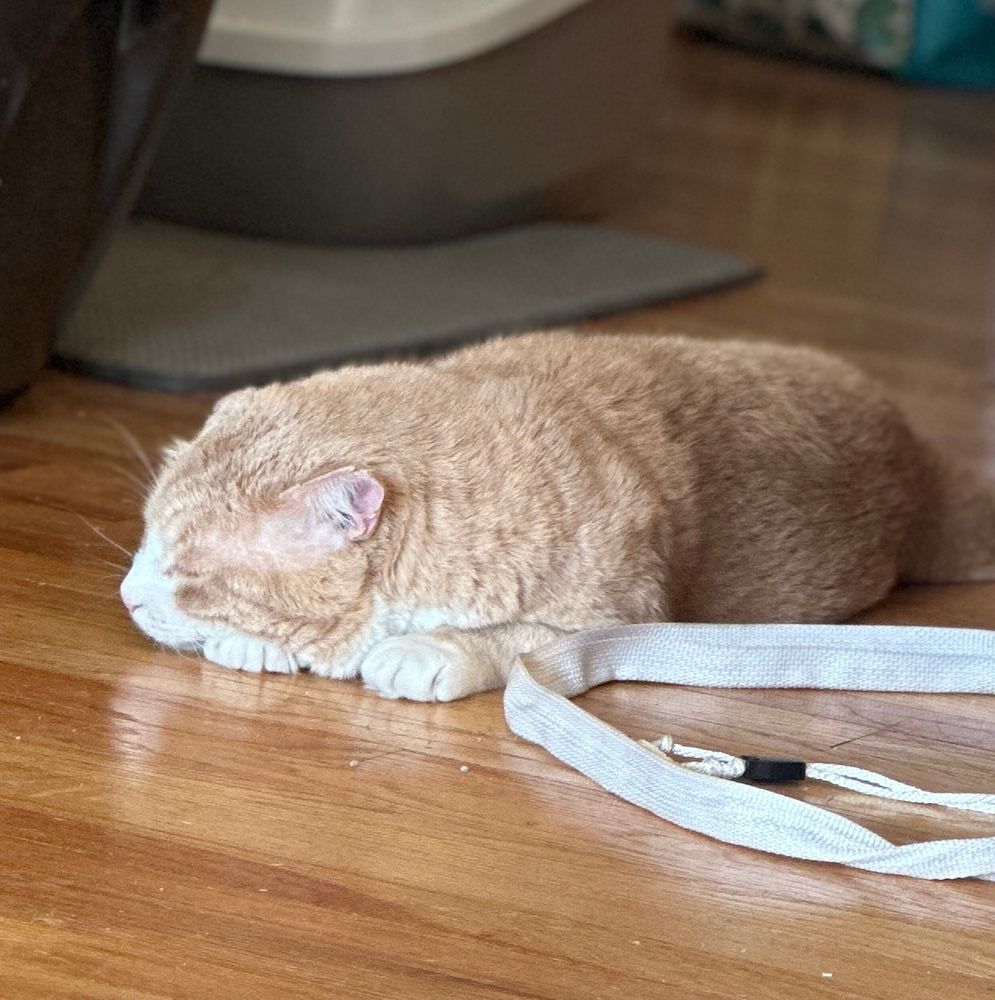 orange cat asleep with his head on his little paws 