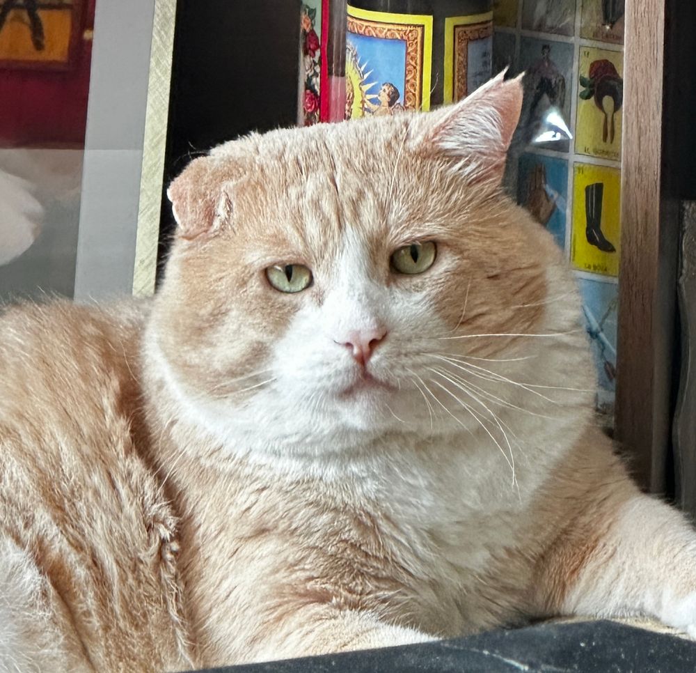 orange cat looking disobedient and feisty 