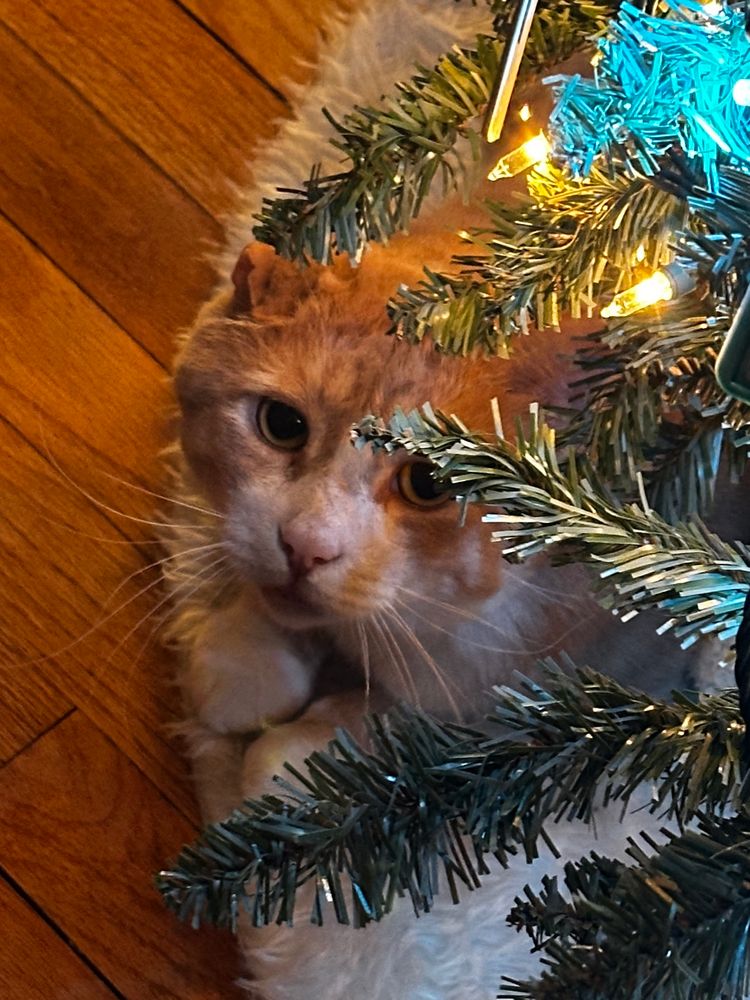 orange cat peeking up at you from under a christmas tree 