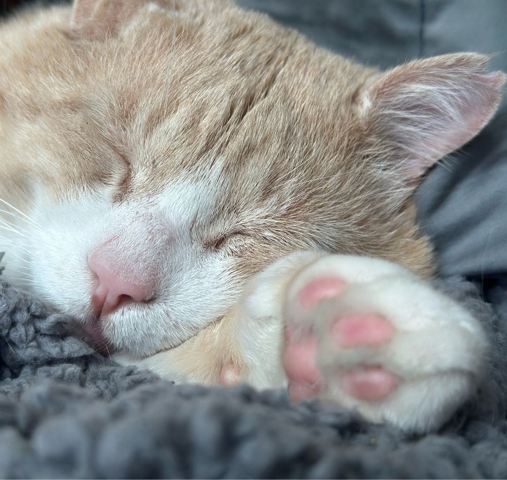 close up picture of orange cat sleeping on his paw with pink beans 