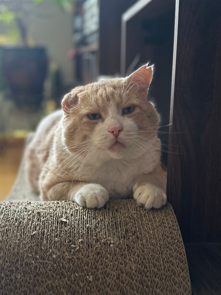 orange cat looking a little smug 