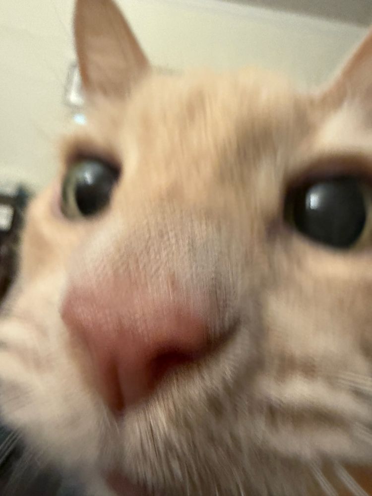 cream colored cat with face VERY VERY close to the camera
