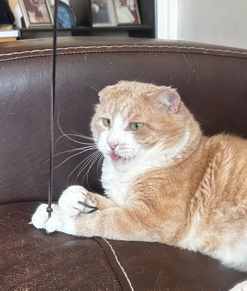 orange cat with shoelace and tongue out 