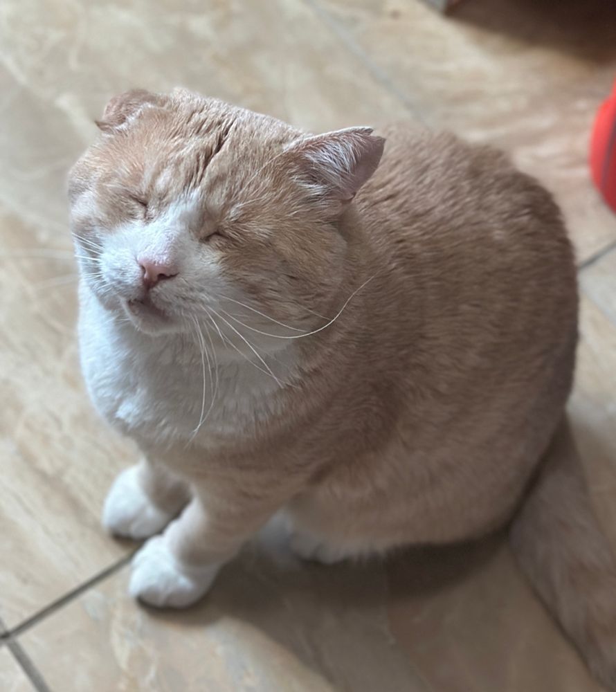 orange cat with eyes closed 