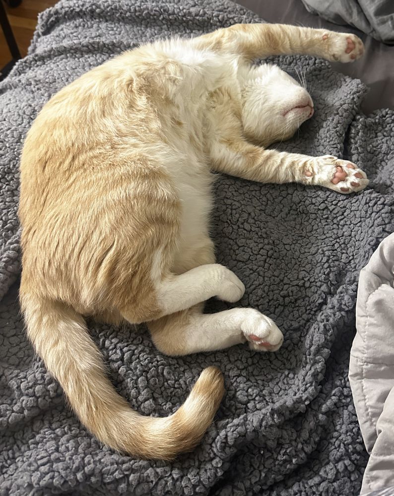 orange cat stretched out upside down 