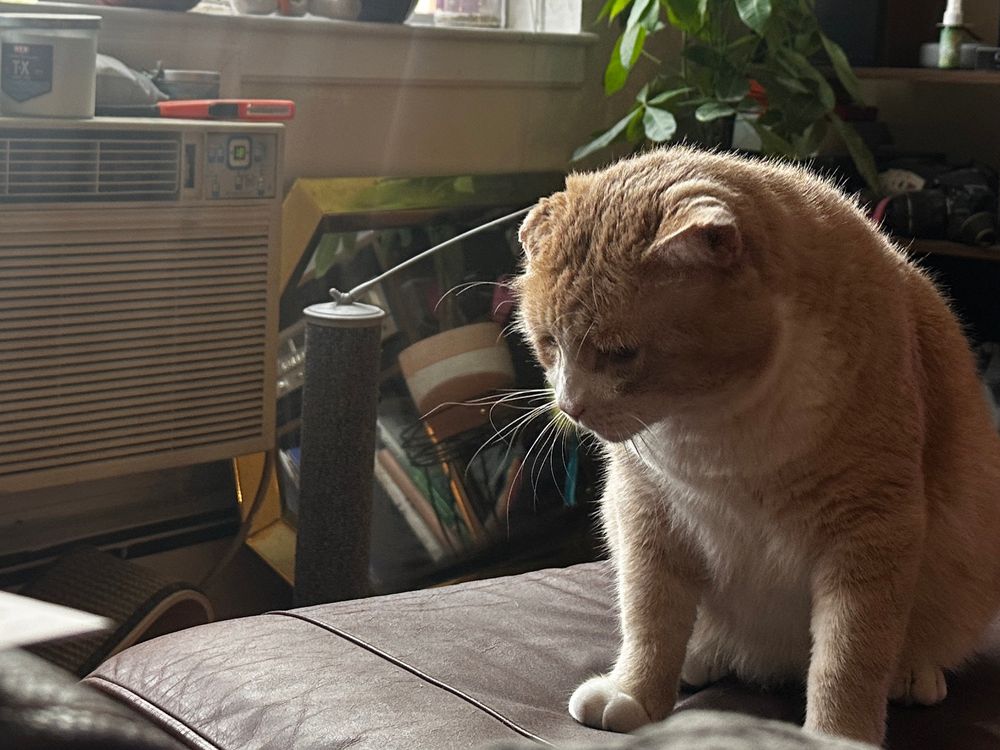 orange cat on a leather ottoman in front of a window air conditioner 