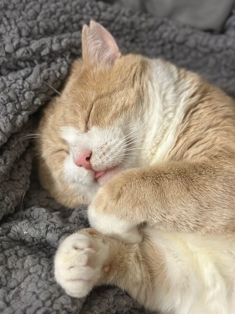 orange cat asleep with his tongue out and his paws curled up 