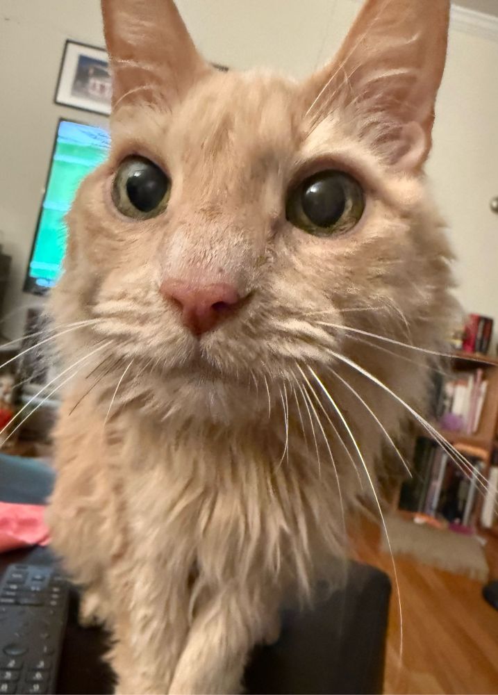 cream colored cat with face close to the camera