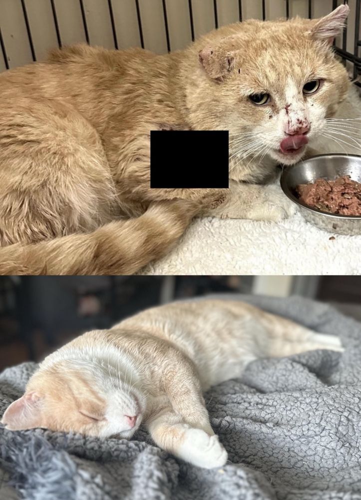 two photos of an orange cat. in the first, he is filthy and scratched up, with a censor box over a wound on his shoulder. in the second, he is healed up and clean and asleep on a blanket