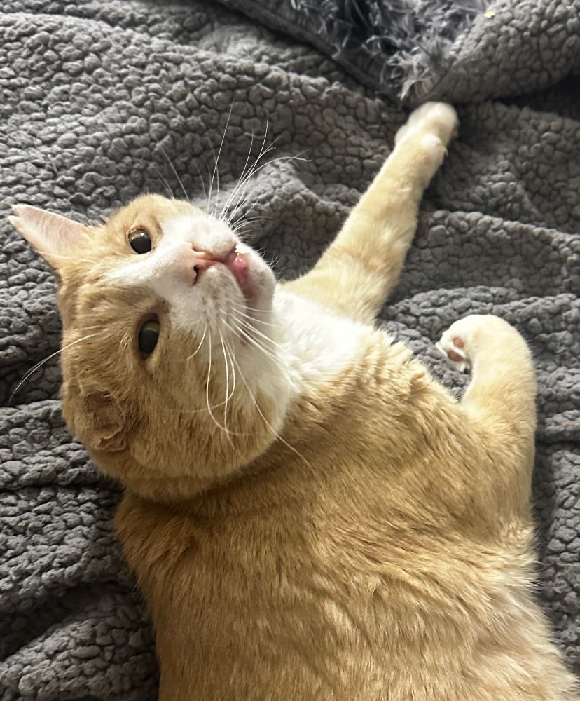orange cat laying on his blanket looking up at the camera 