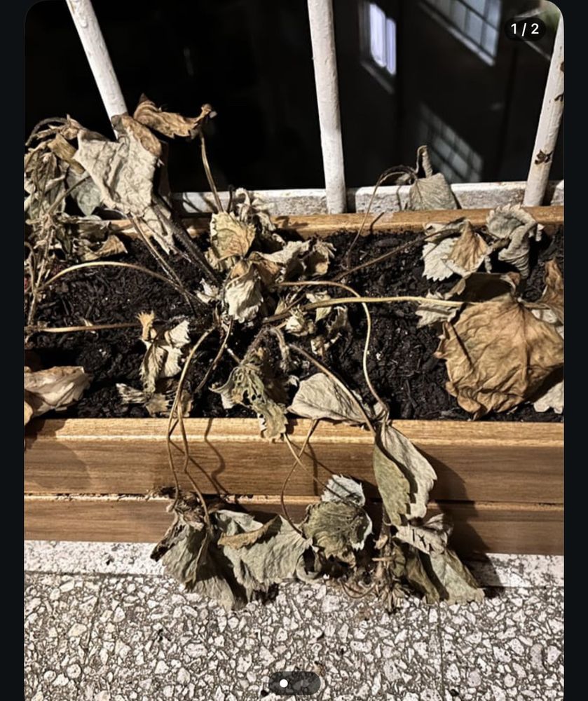 dead plant 