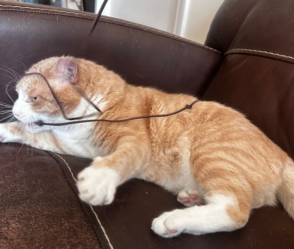 orange cat with shoelace 